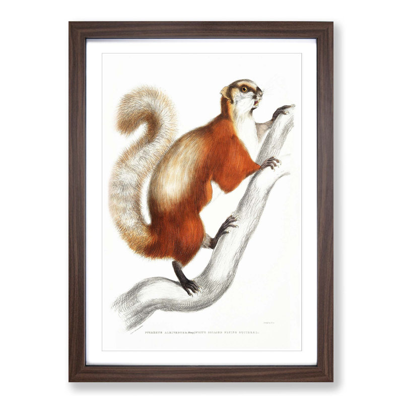 White-Bellied Flying Squirrel Illustration by John Edward Gray - Picture Frame Painting Print, 36cm H x 27cm W x 2cm D