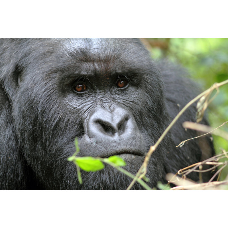 Mountain Gorilla Portrait - Wrapped Canvas Print, 61cm H x 91cm W x 3.8cm D