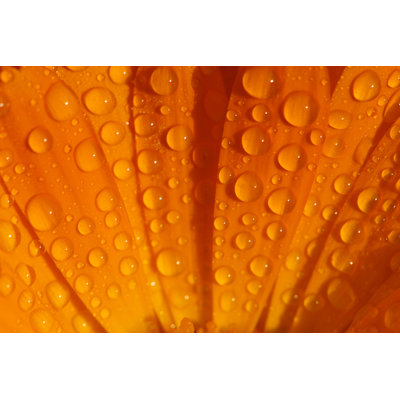 Dewdrop on marigold 1214504822