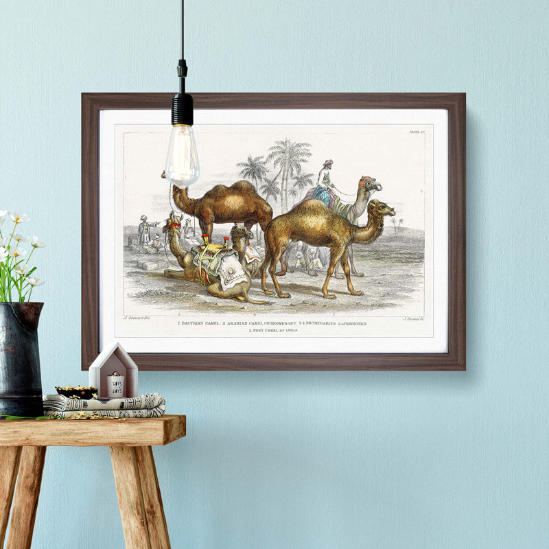 Camels by Oliver Goldsmith - Picture Frame Painting Print, 36cm H x 48cm W x 2cm D, Walnut Framed