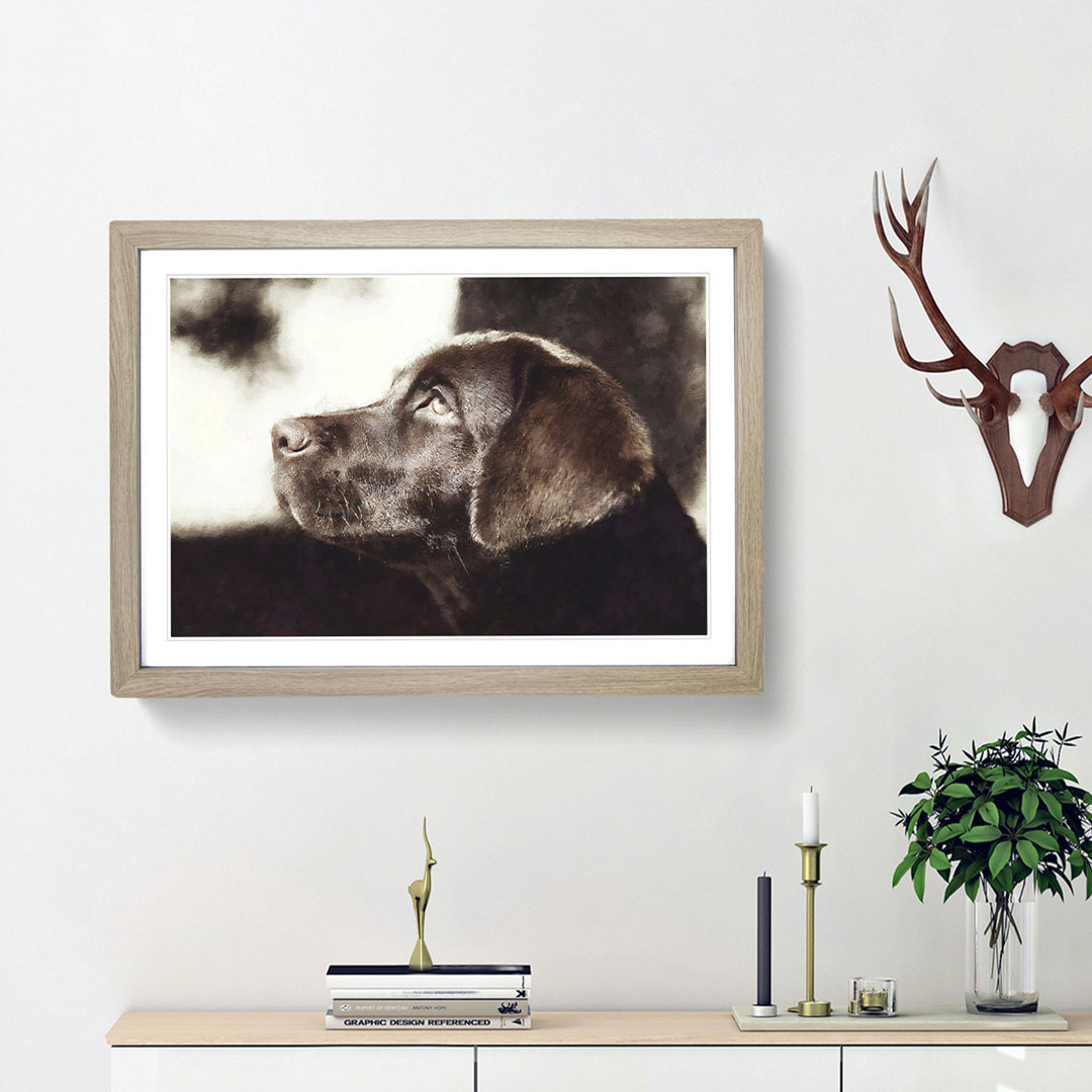 Chocolate Labrador Portrait - Framed Print