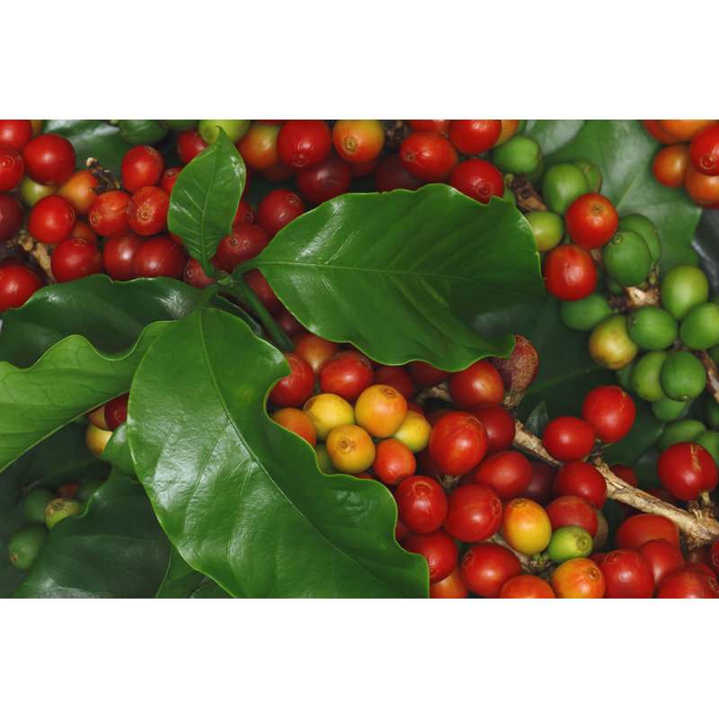 Coffee Harvest by Dustypixel, 24" H x 36" W