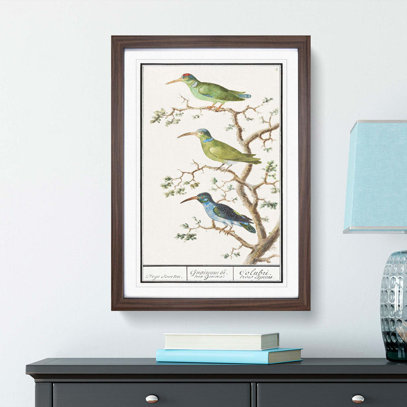 Three Hummingbirds by A.B. de Boodt - Picture Frame Painting Print, 36cm H x 27cm W x 2cm D, Walnut Framed