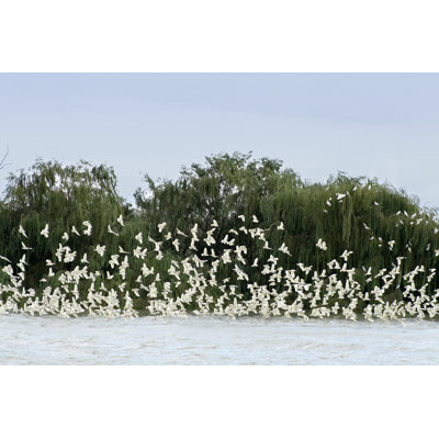 Flock of Cockatoos by Acerebel