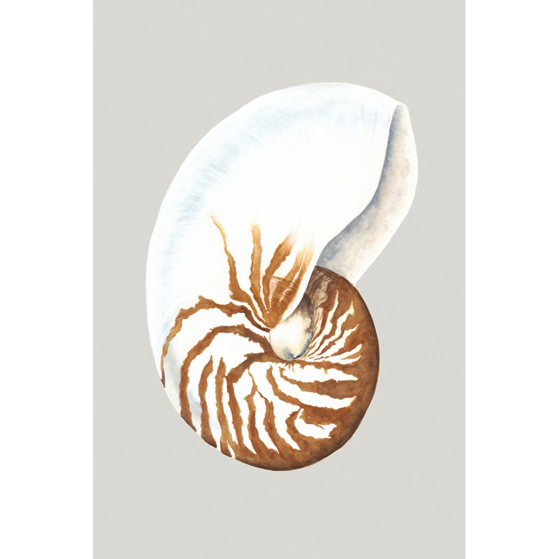 Nautilus by Michael Willett - Wrapped Canvas Print, 46cm H x 30cm W