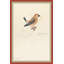 18th Century Bird Re-Strikes VII Painting