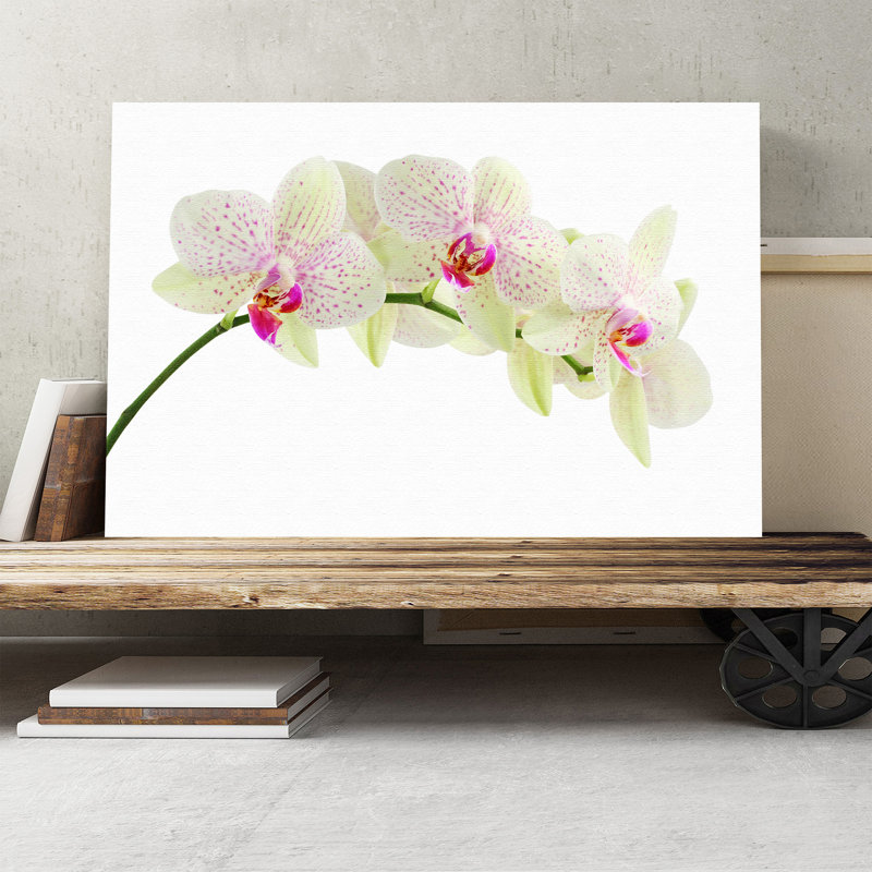 Flower White Orchid Photographic - Wrapped Canvas, 40cm H x 60cm W