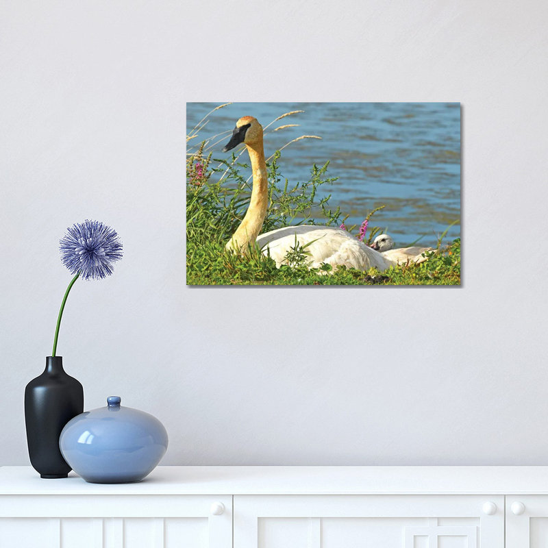 Trumpeter Swan And Cygnet by Brian Wolf - Wrapped Canvas Print, 30.48 cm H x 45.72 cm W