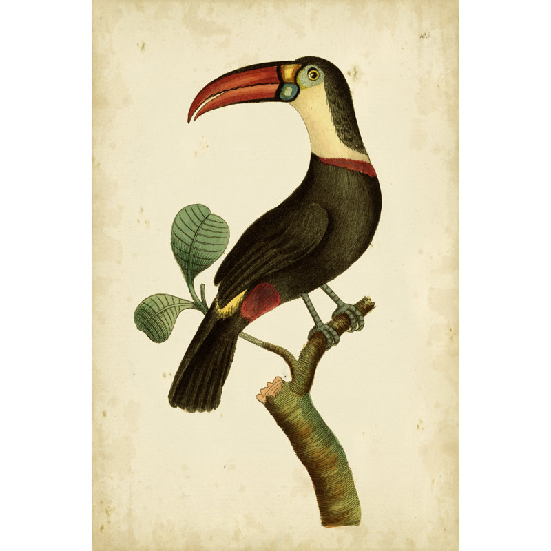 Nodder Tropical Bird Pl. 183 (A) by Frederick P. Nodder - Wrapped Canvas Art Prints, 46cm H x 30cm W