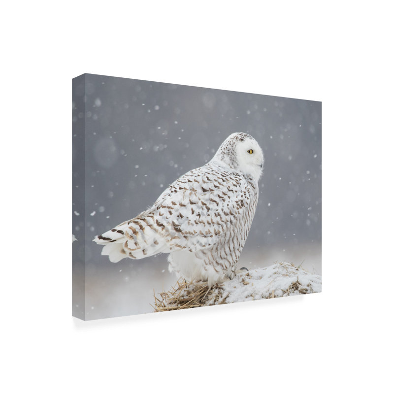 Art sur toile «Bachelor Ming H Yao A Side Portrait of Snowy Owl», H 18 po x l 24 po