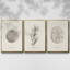 Shore Treasure Study I, ensemble de 3 toiles encadrées-97707043-97707040