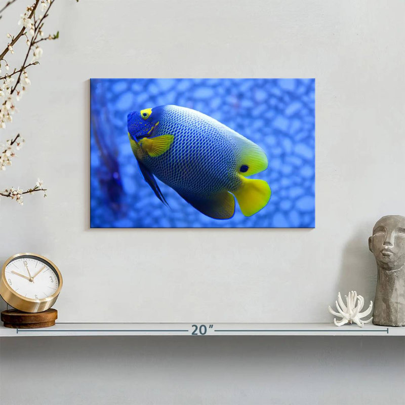 Brampt Coral Blue Angelfish, 8" H x 12" W