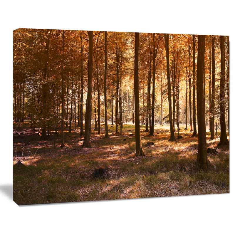 Paysage «Thick Fall Forest with Orange Leaves», reproduction de photo sur toile tendue encadrée, H 30 po x l 40 po x P 1 po