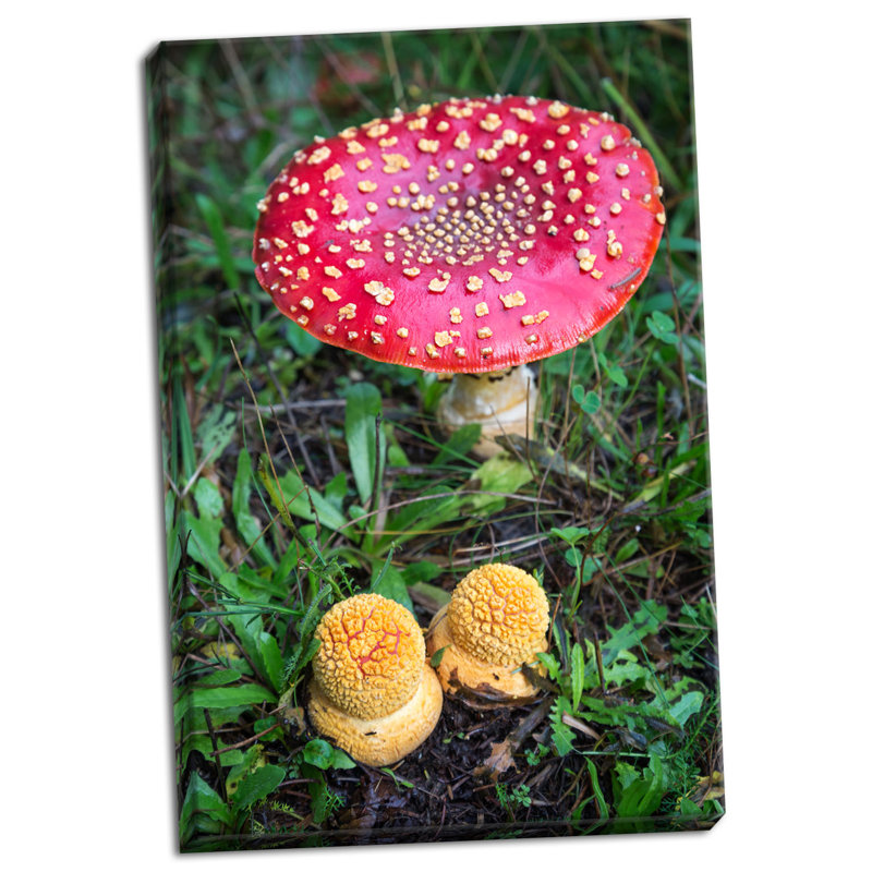 « amanita muscaria », reproduction de photo sur toile tendue