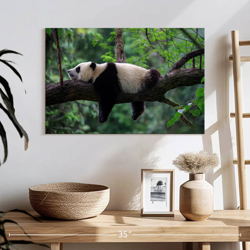 Panda Brampt dormant sur un arbre, H 16 po x l 24 po