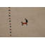 Tapis oriental Little Animals Gabbeh