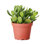 Live Jade Plant