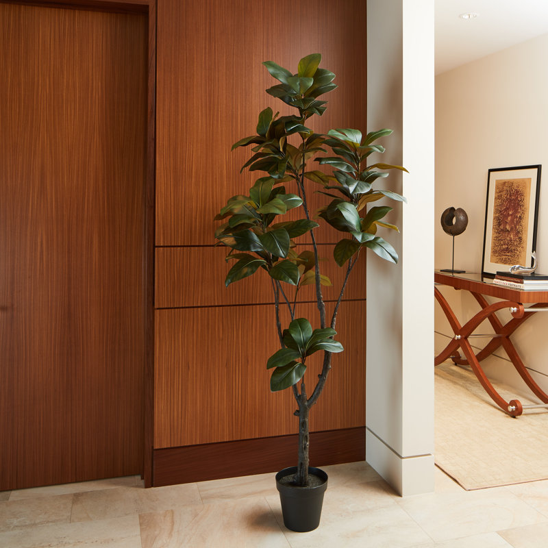 Magnolia 7 pi avec pot en plastique noir de 9,5 po