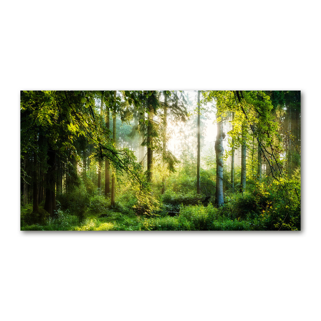 Morning Sun Forest - Kunstdrucke auf Leinwand - Wrapped Canvas