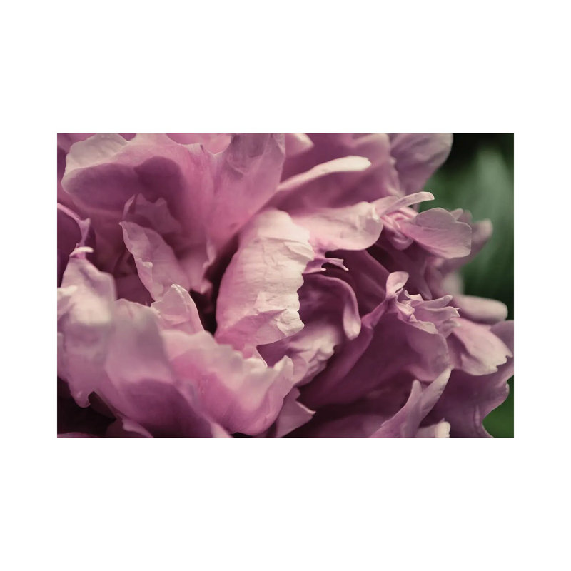 Pink Peony In Morning by Michelle Calkins - Wrapped Canvas Print