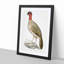 Black-Headed Pheasant Illustration by John Edward Gray - Picture Frame Painting Print-55686237-55686240
