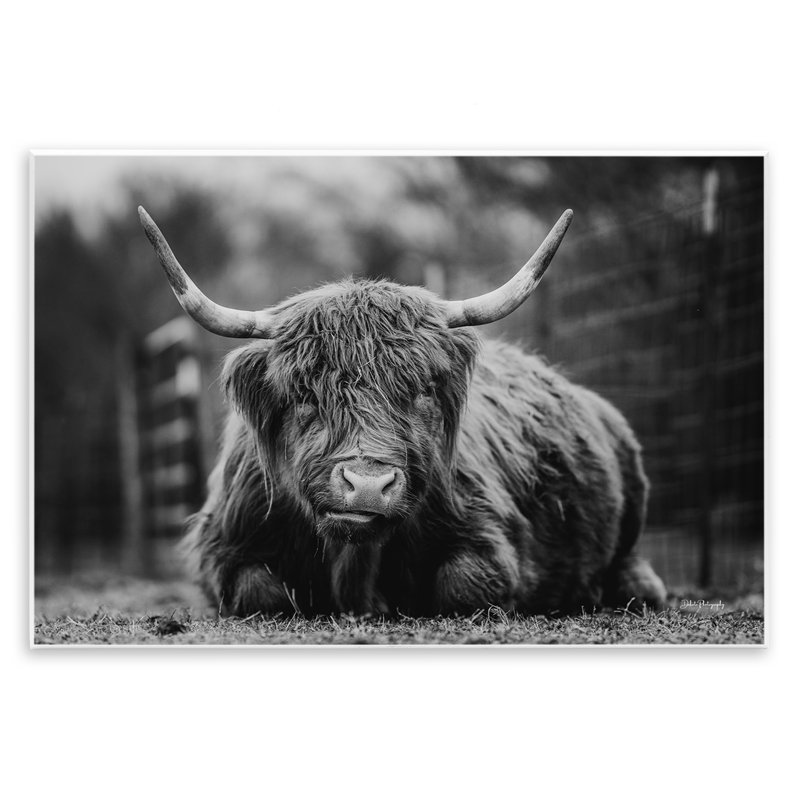 «Bétail couché dans l'herbe» par Dakota Diener, H 10 po x l 15 po