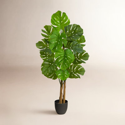 48" Monstera Tree in Pot