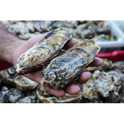 Fresh Oysters - Wrapped Canvas Print
