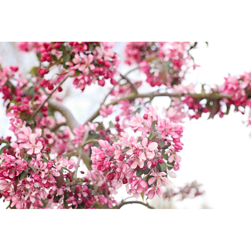 Spring In Pink by Sylvia Cook - Wrapped Canvas Print, 31cm H x 46cm W x 4cm D
