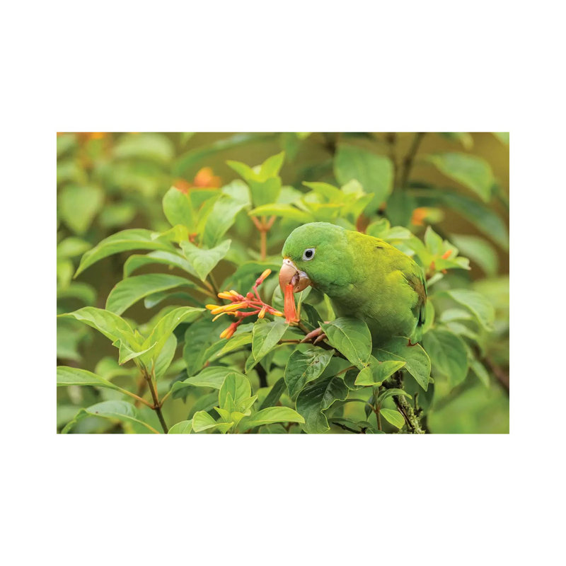 Costa Rica, La Paz River Valley. Captive Orange-Chinned Parakeet Feeding On Flowers. by Jaynes Gallery - Wrapped Canvas Print