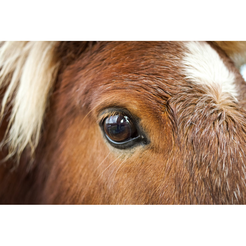 Shetland pony - Photographie sur toile tendue, H 8 po x l 12 po