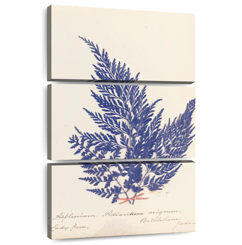 Harnek Botanical Fern II