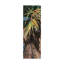 « wild palm i », reproduction d’impression sur toile tendue-33523256
