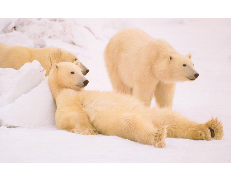 Les mauvais garçons de l'Arctique