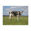 Vache majestueuse, impression d'art animalier-2111520059