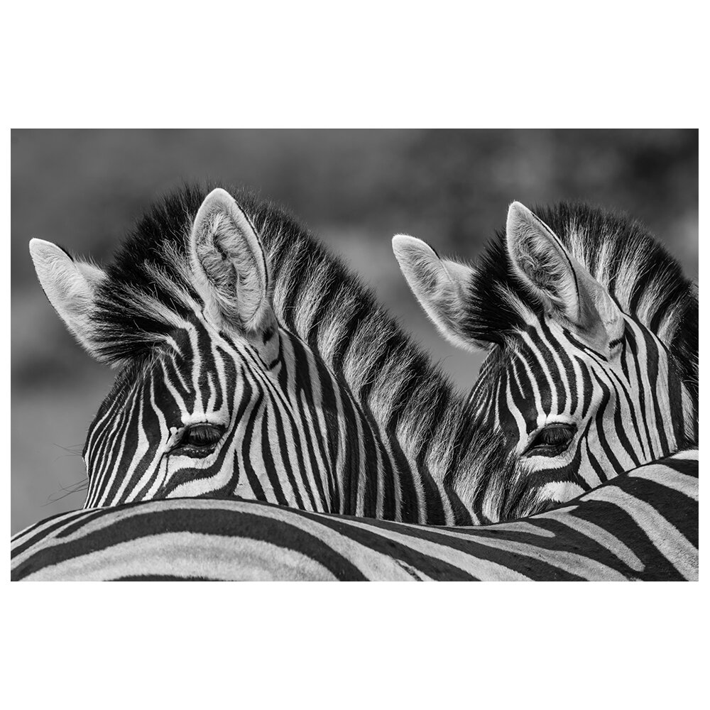 Leinwandbild - Fotografie „Two-Tone Manes”