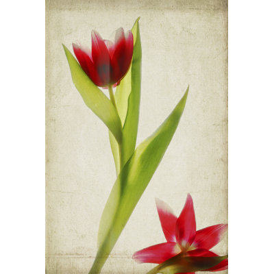 Parchment Flowers II - Wrapped Canvas Print