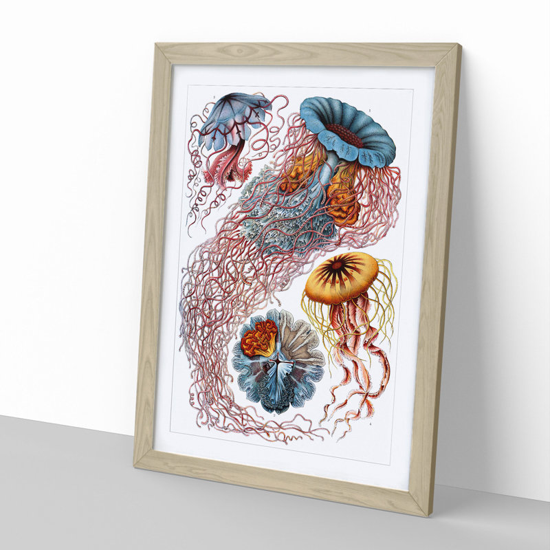 Jellyfish by Ernst Haeckel - Picture Frame Painting, 36cm H x 27cm W x 2cm D, Oak