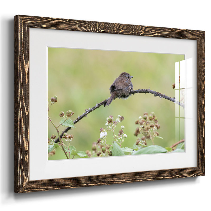 " Resting Sparrow ", Noyer, H 22 po x l 32 po x P 1,5 po