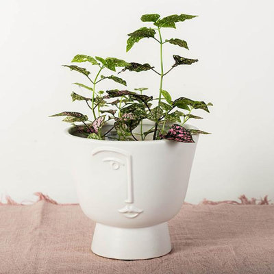 Edieth Cement Cachepot