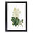 Oakleaf Hydrangea by Pierre-Joseph Redoute - Picture Frame Painting Print-55576947-55576946