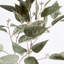 41-Inch Eucalyptus Seed Stem