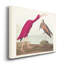 Impression sur toile tendue « pl 397 Scarlet Ibis »-1208253553