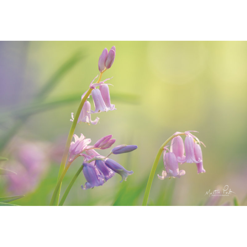 «Bluebell» par Martin Podt - impression, H 24 po x l 36 po, Toile tendue