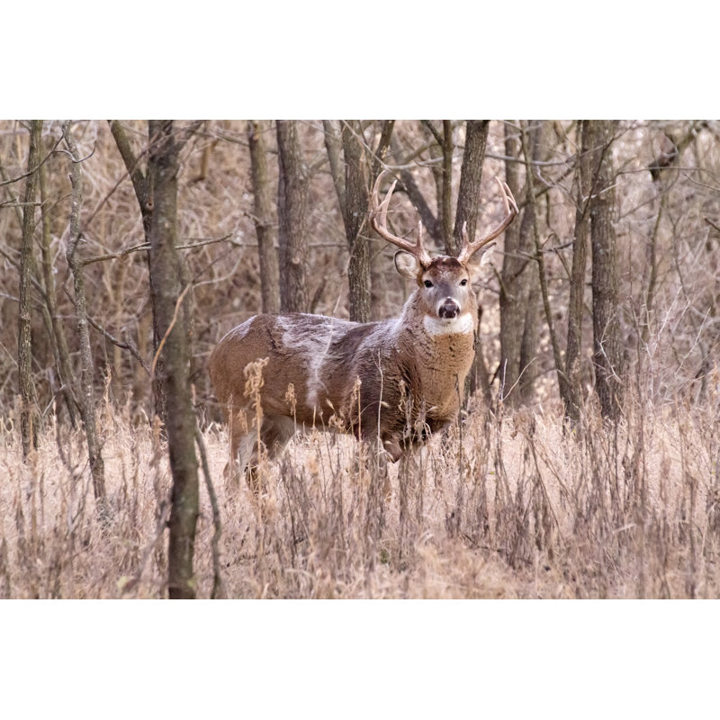 Hiver Whitetail Buck est éveillé et alerte avant le lever du soleil par Ricardoreitmeyer, H 24 po x l 36 po