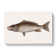 Mangrove Snapper Fish by Mark Catesby - Wrapped Canvas Print