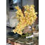 Cymbidiums In Moon Vase-332097416