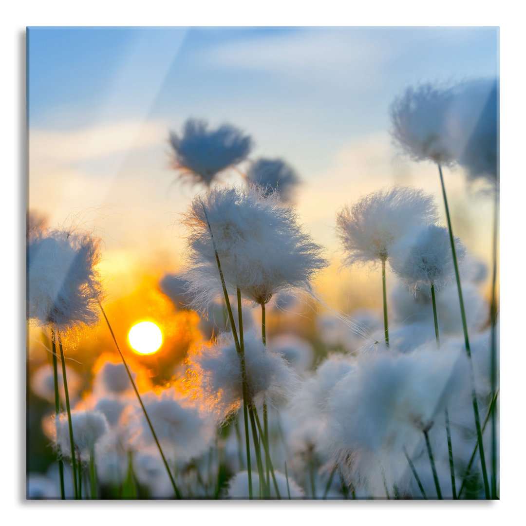 Glasbild Baumwollblüten im Sonnenuntergang