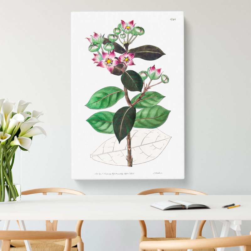 Purple Milkweed Flowers - Wrapped Canvas Print, 76cm H x 50cm W x 3cm D