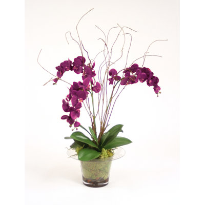 Kiwi en soie violet orchidée avec vignes, brindilles bouleau et des écorces d’orchidées conservées dans un pot de fleurs en verre